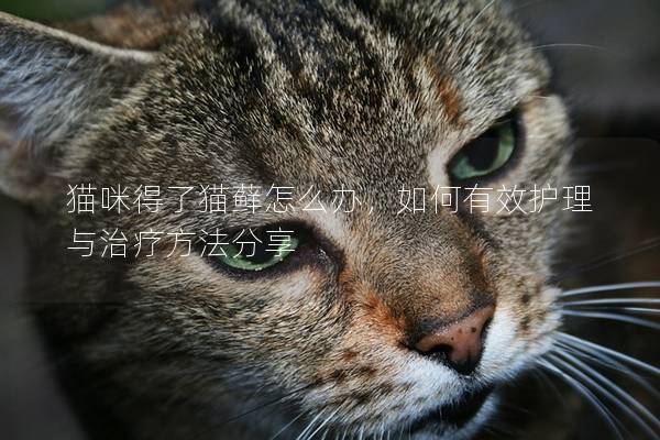 貓咪得了貓?zhí)\怎么辦，如何有效護(hù)理與治療方法分享
