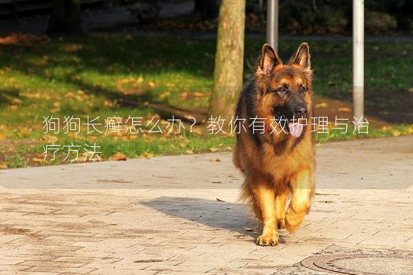狗狗長癬怎么辦？教你有效護理與治療方法