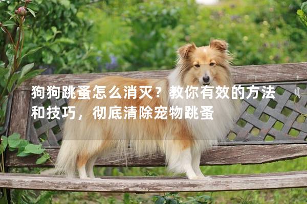 狗狗跳蚤怎么消滅？教你有效的方法和技巧，徹底清除寵物跳蚤