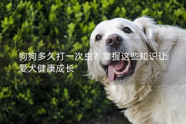 狗狗多久打一次蟲(chóng)？掌握這些知識(shí)讓愛(ài)犬健康成長(zhǎng)