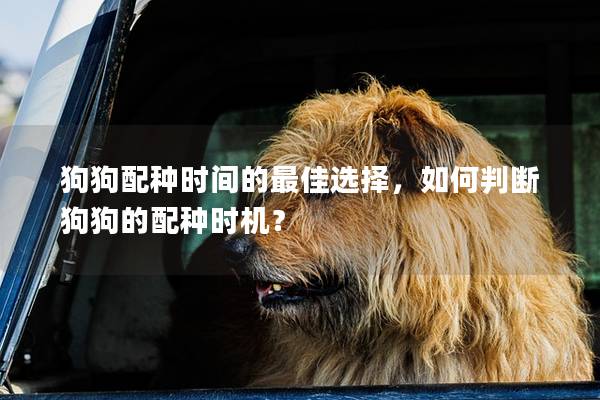 狗狗配種時間的最佳選擇，如何判斷狗狗的配種時機？