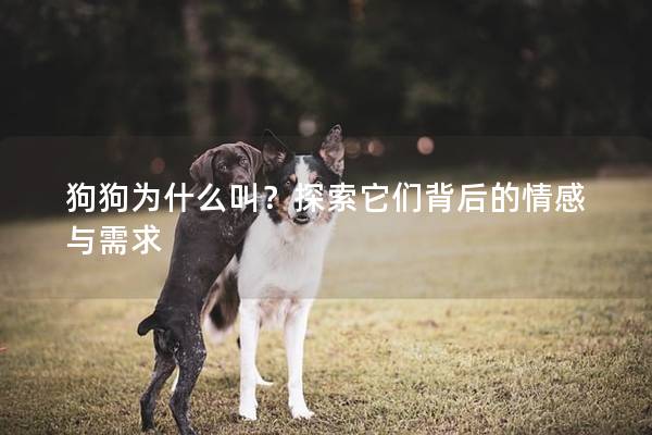 狗狗為什么叫？探索它們背后的情感與需求