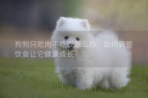 狗狗只吃肉不吃飯怎么辦，如何調整飲食讓它健康成長？