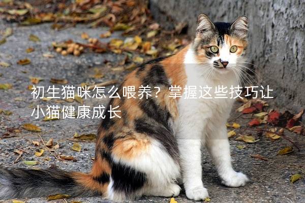 初生貓咪怎么喂養？掌握這些技巧讓小貓健康成長