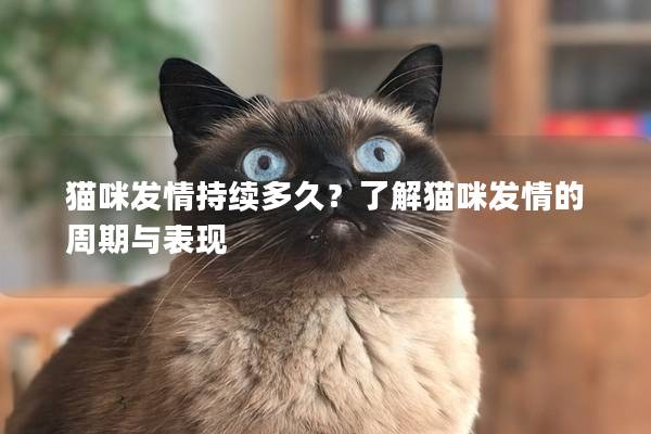 貓咪發(fā)情持續(xù)多久？了解貓咪發(fā)情的周期與表現(xiàn)