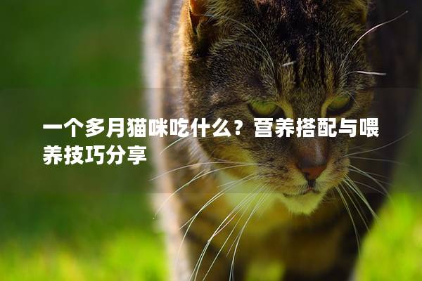 一個多月貓咪吃什么？營養搭配與喂養技巧分享