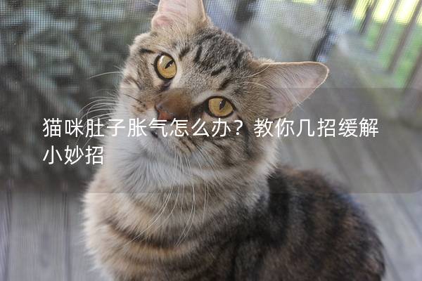 貓咪肚子脹氣怎么辦？教你幾招緩解小妙招