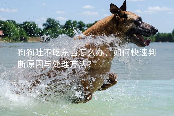 狗狗吐不吃東西怎么辦，如何快速判斷原因與處理方法？