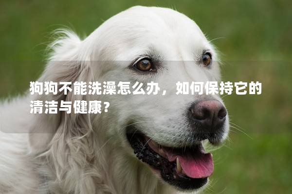 狗狗不能洗澡怎么辦，如何保持它的清潔與健康？