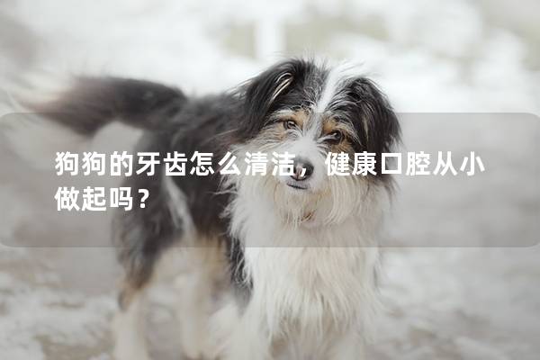 狗狗的牙齒怎么清潔，健康口腔從小做起嗎？