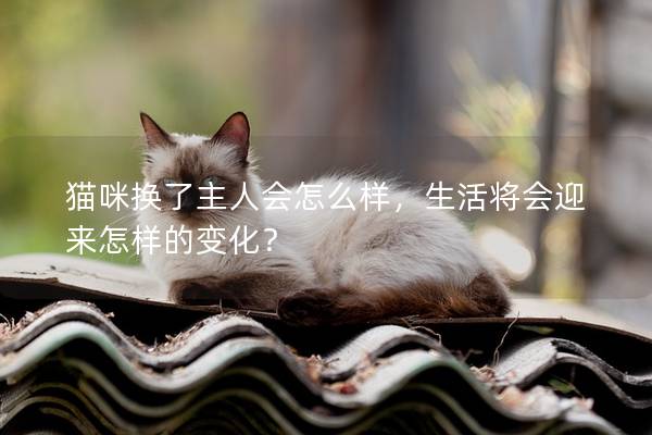 貓咪換了主人會怎么樣，生活將會迎來怎樣的變化？