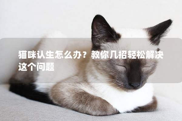 貓咪認生怎么辦？教你幾招輕松解決這個問題
