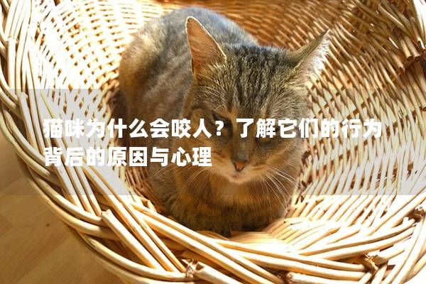 貓咪為什么會咬人？了解它們的行為背后的原因與心理