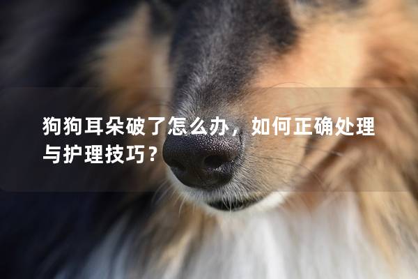 狗狗耳朵破了怎么辦，如何正確處理與護理技巧？