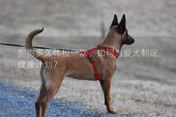 狗狗多久體檢一次，如何為愛犬制定健康計劃？