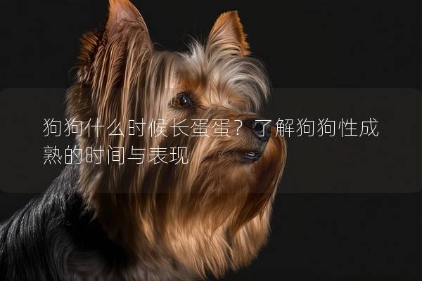 狗狗什么時候長蛋蛋？了解狗狗性成熟的時間與表現