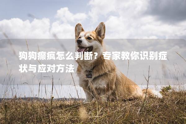 狗狗癲瘋怎么判斷？專家教你識別癥狀與應對方法