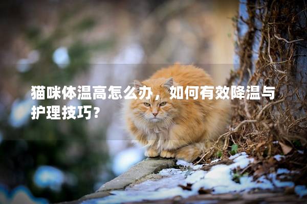 貓咪體溫高怎么辦，如何有效降溫與護理技巧？