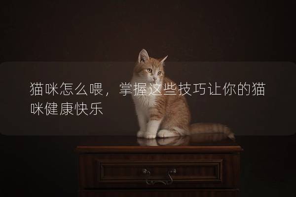 貓咪怎么喂，掌握這些技巧讓你的貓咪健康快樂