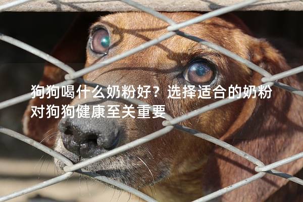 狗狗喝什么奶粉好？選擇適合的奶粉對(duì)狗狗健康至關(guān)重要