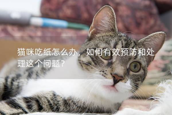 貓咪吃紙怎么辦，如何有效預防和處理這個問題？
