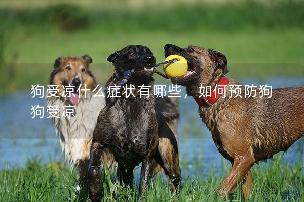 狗受涼什么癥狀有哪些，如何預防狗狗受涼