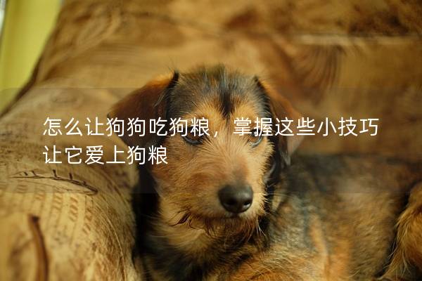 怎么讓狗狗吃狗糧，掌握這些小技巧讓它愛上狗糧