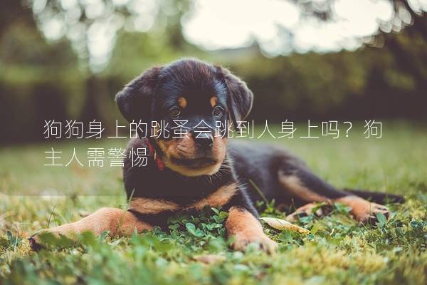 狗狗身上的跳蚤會跳到人身上嗎？狗主人需警惕