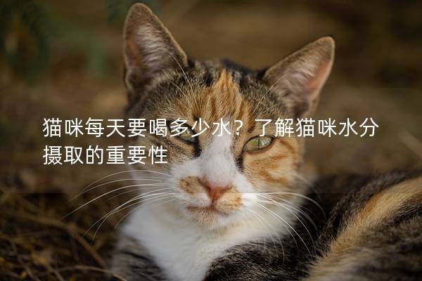 貓咪每天要喝多少水？了解貓咪水分?jǐn)z取的重要性