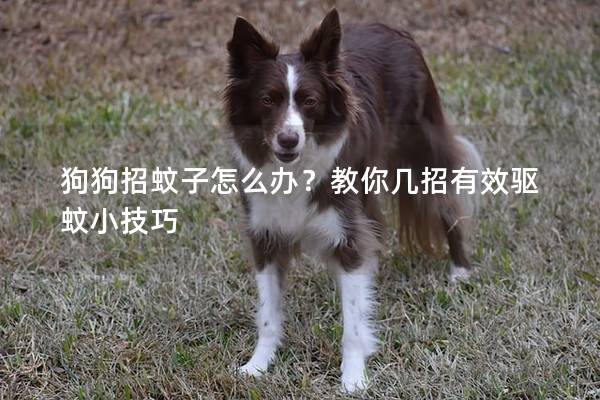 狗狗招蚊子怎么辦？教你幾招有效驅蚊小技巧