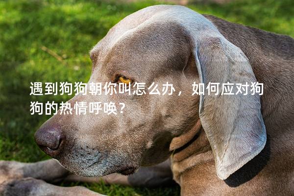 遇到狗狗朝你叫怎么辦，如何應對狗狗的熱情呼喚？