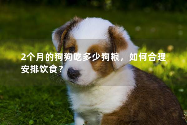 2個月的狗狗吃多少狗糧，如何合理安排飲食？