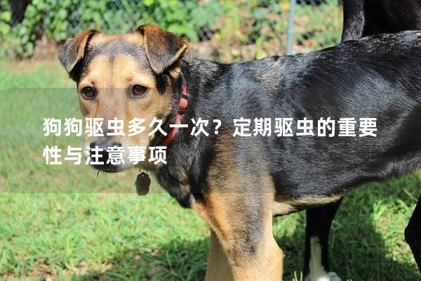 狗狗驅蟲多久一次?定期驅蟲的重要性與注意事項 狗狗驅蟲多久一次?定期驅蟲的重要性與注意事項