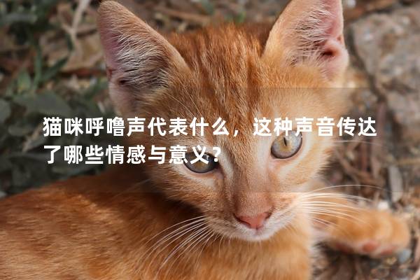 貓咪呼嚕聲代表什么，這種聲音傳達(dá)了哪些情感與意義？