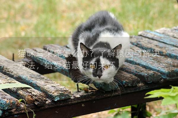 貓咪耳朵癢怎么辦？了解原因與解決方法，給愛貓最好的關懷