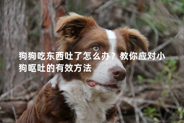 狗狗吃東西吐了怎么辦？教你應(yīng)對小狗嘔吐的有效方法