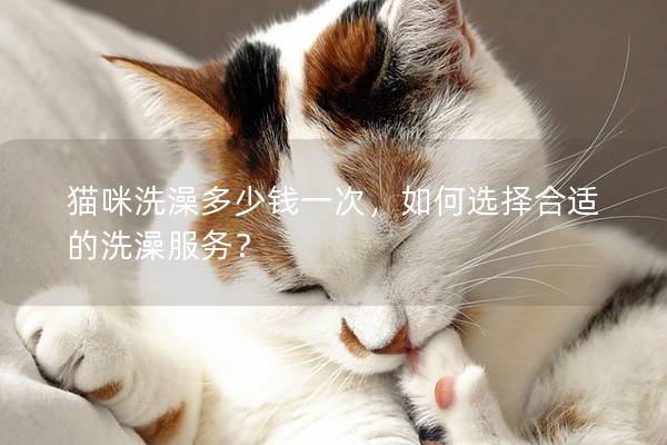 貓咪洗澡多少錢一次，如何選擇合適的洗澡服務？