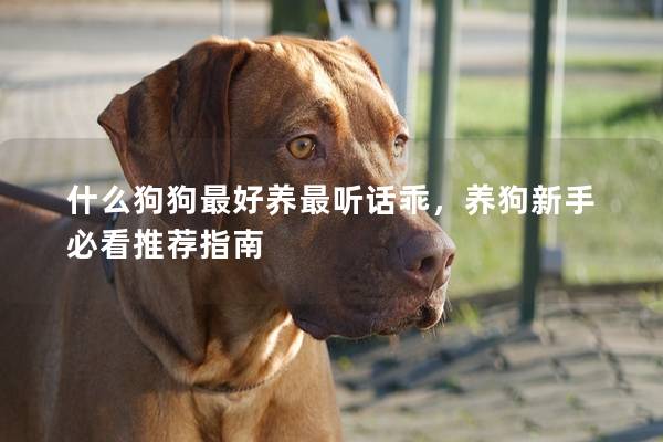 什么狗狗最好養(yǎng)最聽話乖，養(yǎng)狗新手必看推薦指南