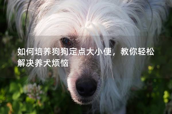 如何培養狗狗定點大小便，教你輕松解決養犬煩惱