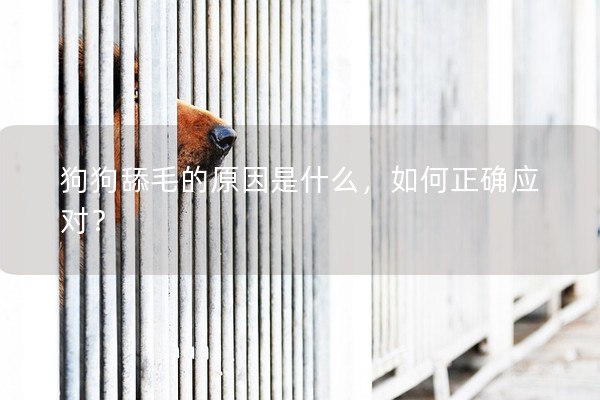 狗狗舔毛的原因是什么，如何正確應(yīng)對(duì)？