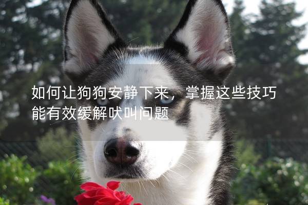 如何讓狗狗安靜下來，掌握這些技巧能有效緩解吠叫問題