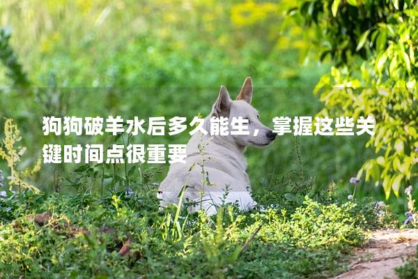 狗狗破羊水后多久能生，掌握這些關鍵時間點很重要