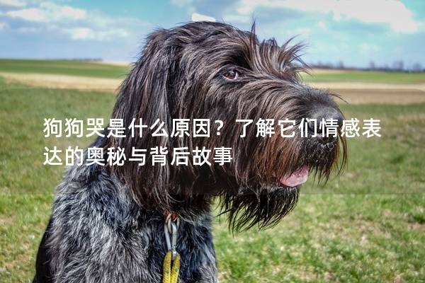 狗狗哭是什么原因？了解它們情感表達(dá)的奧秘與背后故事