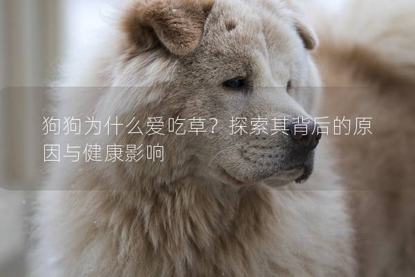 狗狗為什么愛吃草？探索其背后的原因與健康影響