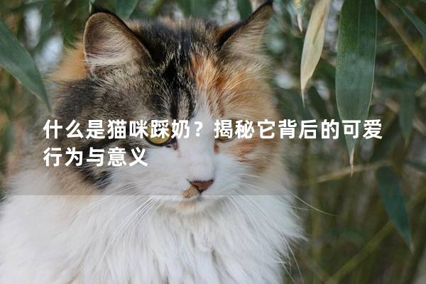 什么是貓咪踩奶？揭秘它背后的可愛行為與意義