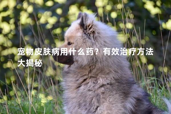 寵物皮膚病用什么藥？有效治療方法大揭秘