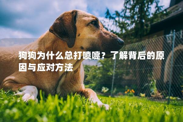 狗狗為什么總打噴嚏？了解背后的原因與應對方法