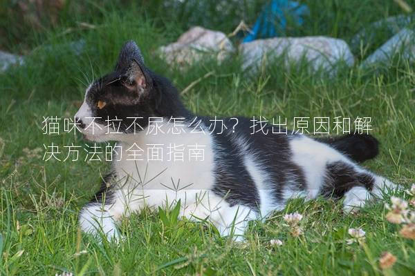 貓咪不拉不尿怎么辦？找出原因和解決方法的全面指南