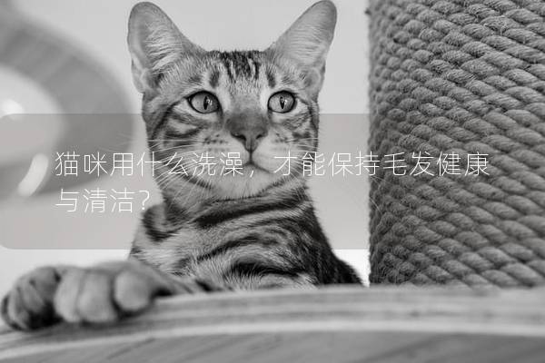 貓咪用什么洗澡，才能保持毛發健康與清潔？