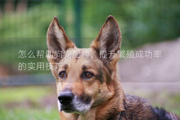 怎么幫助狗狗配種，提升繁殖成功率的實用技巧